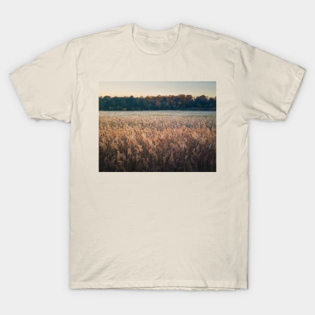 Dry reed land T-Shirt by psychoshadow